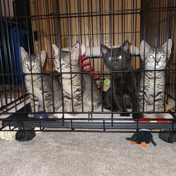 Meet your Posher, Teresa - Picture 4 of 9